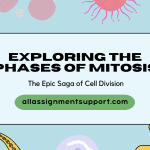 exploring the phases of mitosis